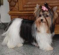cuetes
